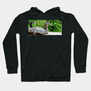 olb duck Hoodie